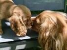 Cocker Spaniel Angielski - wychowywane w domu -pełny rodowód - 6