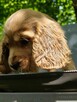 Cocker Spaniel Angielski - wychowywane w domu -pełny rodowód - 9
