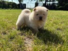 CHOW CHOW PIĘKNE SZCZENIĘTA - 4
