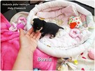 Mini Suczka BUNIA Ratlerek XS! Pinczer miniaturowy +Rodowód - 2