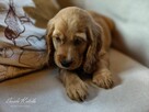 Cocker Spaniel Angielski - wychowywane w domu -pełny rodowód - 14