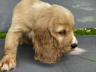 Cocker Spaniel Angielski - wychowywane w domu -pełny rodowód - 5
