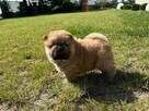 CHOW CHOW PIĘKNE SZCZENIĘTA - 7