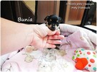 Mini Suczka BUNIA Ratlerek XS! Pinczer miniaturowy +Rodowód - 3