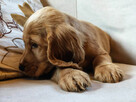 Cocker Spaniel Angielski - wychowywane w domu -pełny rodowód - 4