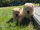 CHOW CHOW PIĘKNE SZCZENIĘTA - 8