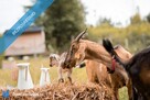 Działka idealna na mini ranczo lub edukację przyrodniczą z ogrodem sensorycznym – Regnów, 85 km od W - 8