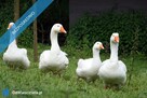 Działka idealna na mini ranczo lub edukację przyrodniczą z ogrodem sensorycznym – Regnów, 85 km od W - 10