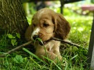 Cocker Spaniel Angielski - wychowywane w domu -pełny rodowód - 3