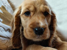 Cocker Spaniel Angielski - wychowywane w domu -pełny rodowód - 12