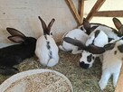 Sprzedam Młode króliki w wieku 3 miesięcy - 5