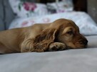 Cocker Spaniel Angielski - wychowywane w domu -pełny rodowód - 8