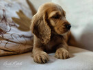 Cocker Spaniel Angielski - wychowywane w domu -pełny rodowód - 11