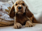 Cocker Spaniel Angielski - wychowywane w domu -pełny rodowód - 10