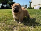 CHOW CHOW PIĘKNE SZCZENIĘTA - 3