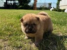 CHOW CHOW PIĘKNE SZCZENIĘTA - 5