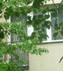Sprzedam 3 pok. mieszkanie w super punkcie, tanio - 2