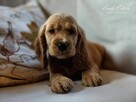 Cocker Spaniel Angielski - wychowywane w domu -pełny rodowód - 13