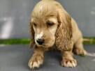 Cocker Spaniel Angielski - wychowywane w domu -pełny rodowód - 2