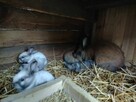 Sprzedam samicę madagasr po Sallander z 5 młodych - 4