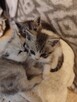 Kocięta do adopcji - 3