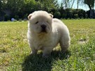CHOW CHOW PIĘKNE SZCZENIĘTA - 2