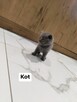 Koty Brytyjskie - 3