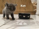 Koty Brytyjskie - 2