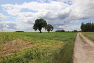 Działka siedliskowa 4177 m² Grzegorzew - 3