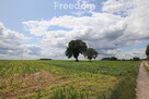 Działka siedliskowa 4177 m² Grzegorzew - 4