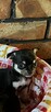 Chihuahua miniaturka - 1