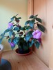 Cylindropuntia subulata- sukulent ten i inne... - 15