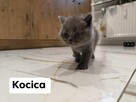 Koty Brytyjskie - 4