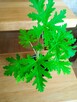 Cylindropuntia subulata- sukulent ten i inne... - 14