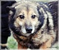 Smyk - słodki kundelek z nadzieją na nowy dom - 1