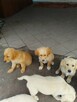 Golden retriever - 6