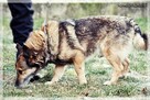Smyk - słodki kundelek z nadzieją na nowy dom - 6