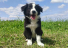 BORDER COLLIE z Hodowli - Rasowy pies z pełną dok. - 4