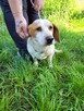 Bingo do adopcji - 5
