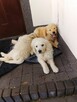 Golden retriever - 2