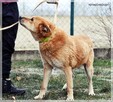 Lesiu – duży, kochany i ułożony misiek do adopcji - 9