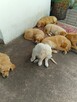 Golden retriever - 5