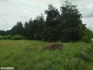 2 DZIAŁKI Z WARUNKAMI ZABUDOWY 2725m2 i 6110m2/ - 5