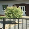 Wierzba Hakuro Nishiki na pniu 60–80 cm – ozdoba każdego ogr - 2