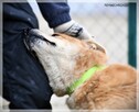 Lesiu – duży, kochany i ułożony misiek do adopcji - 8