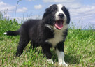BORDER COLLIE z Hodowli - Rasowy pies z pełną dok. - 3