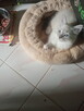 Piękny kocurek Ragdoll Rumia - 1