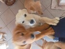 Golden retriever - 1