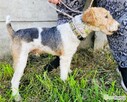 PAGO - foxterrier szorstkowłosy szuka domu - 3