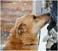 Lesiu – duży, kochany i ułożony misiek do adopcji - 6